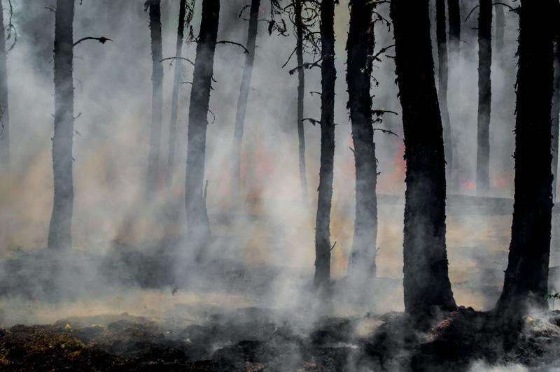 California state agency outlines historical wildfire causes, possible policy failures