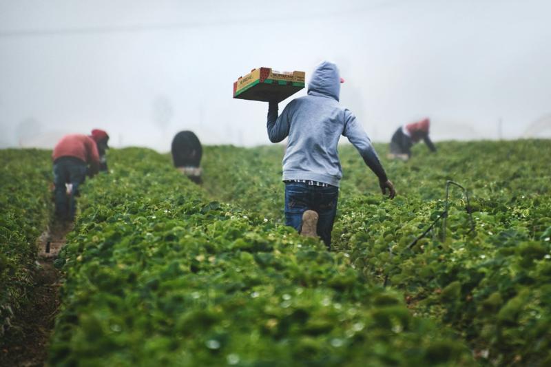 House lawmakers propose bipartisan reform to help farmers amid mass deportations