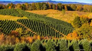 U.S. Forest Service to cut $391M